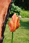 Tulpe